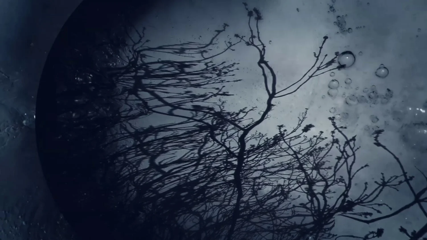 Still from Seedling